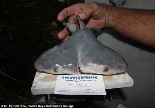 Cá mập bò 2 đầu được phát hiện mới đây ở ngoài khơi Mexico