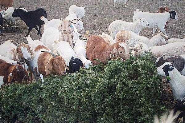 nghề kinh doanh độc đáo