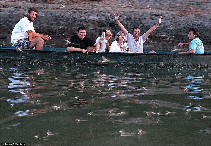 Đây là hiện tượng thú vị chỉ kéo dài 3 đến 4 ngày, vi vậy mà đã thu hút được lượng lớn khách du lịch đến thăm quan và chiêm ngưỡng. 