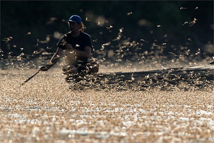 Du khách thích thú ngắm nhìn vũ điệu thần tiên giữa vùng sông nước mênh mông.