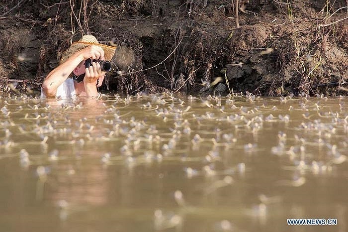 Có những du khách không ngại ngần bị ướt hay bùn bẩn để có được những tấm hình đẹp về sự tuyệt đẹp của loài phù du đuôi dài này. 