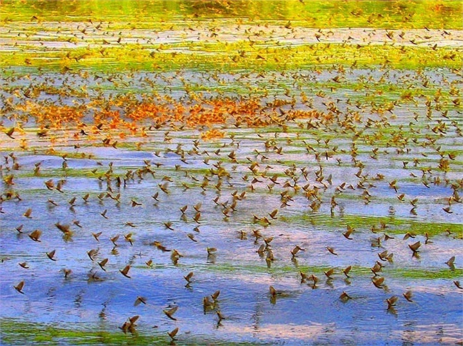 Đám mây phù du đuôi dài mê hoặc bao người trên dòng sông. 