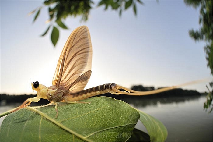 Chỉ sau 3 tiếng ngắn ngủi, con phù du đuôi dài đực này sẽ chết đi khi hoàn thành trách nhiệm duy trì giống nòi. 