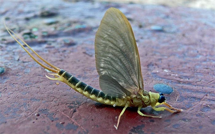 Sau đó là đến những con phù du cái đã thả trứng xuống dòng sông Tisza