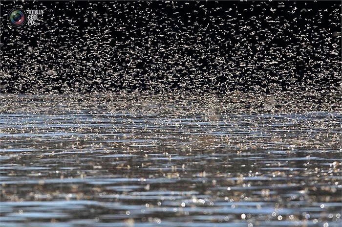 Con sông Tisza được coi là thiên đường của loài phù du đuôi dài. Những cá thể đầu tiên mà các nhà khoa học tìm thấy cũng ở trên dòng sông này. 