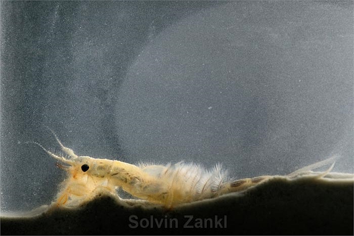 Những con ấu trùng vùi mình dưới bùn suốt 3 năm trước khi lột xác tìm kiếm bạn đời. Người ta ước tính số lượng hang ổ ấu trùng phù du khoảng 400 hang mỗi mét vuông.