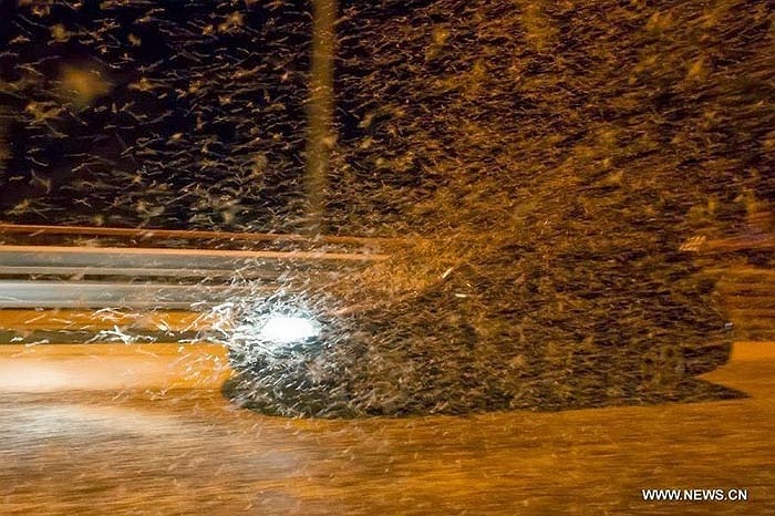 Tài xế di qua đoạn đường này phải giảm tốc độ vì bị hàng triệu con phù du che kín tầm nhìn. 