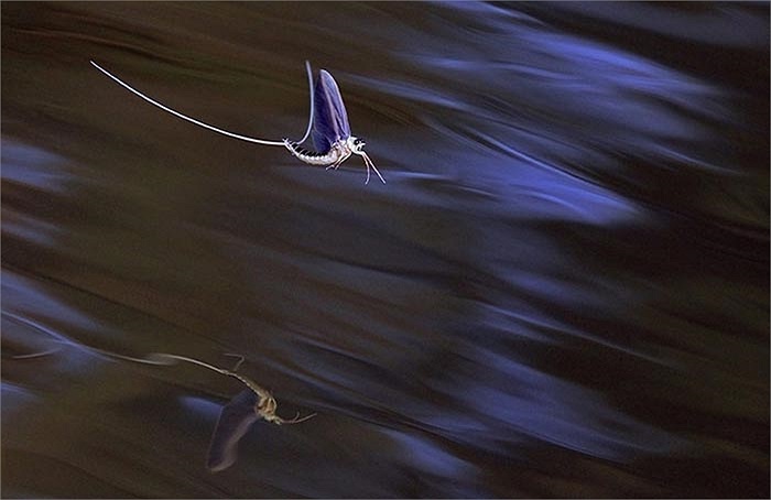 Những con phù du cái sẽ bay từ 1 đến 3 km trước khi đẻ trứng xuống sông. Sau đó, trứng sẽ chìm xuống đáy và nở thành ấu trùng sau khoảng 45 ngày. 