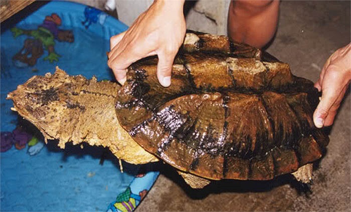 Cách thở bằng mũi dài và nhỏ khiến con mồi trong nước và các sinh vật trên mặt đất khác khó có thể phát hiện ra chúng.