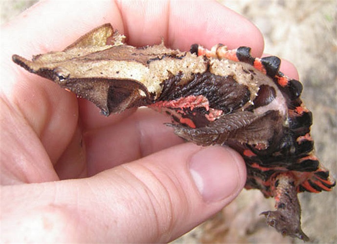 Khi trưởng thành chiếc mai trông như mảnh gỗ hay tảng đá đáy sông. Toàn bộ thân rùa Mata có những tua nhỏ và màu sắc cũng rất hài hòa với môi trường xung quanh, điều này càng làm hoàn hảo thêm khả năng ngụy trang tuyệt vời của chúng.