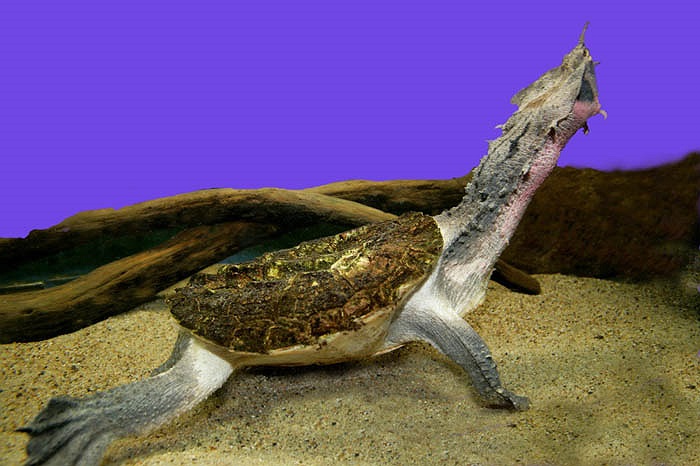 Hình dạng của chúng cũng thay đổi theo kích cỡ, từ hình chiếc là cây với màu vàng đỏ thành khúc gỗ nâu vàng gồ ghề rất dữ dằn, ấn tượng.