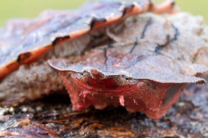 Rùa Mata ăn các loài cá nhỏ, côn trùng và các sinh vật nhỏ sống trong nước khác.