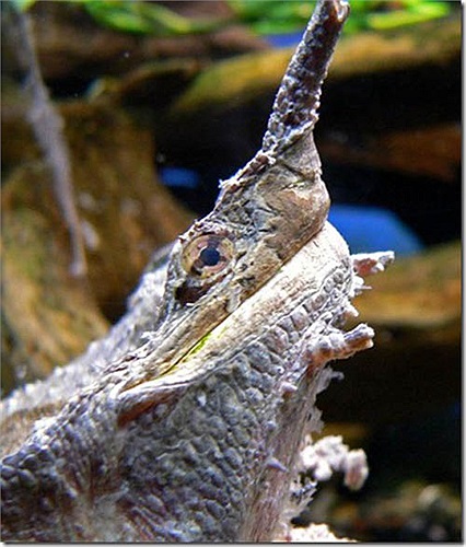 Khi một con mồi vô tình đến lại gần, rùa lá Mata sẽ đẩy nhanh cái đầu của mình ra phía trước và há rộng miệng tối đa.