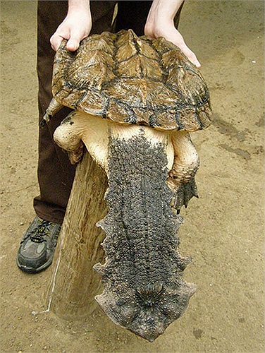 Miệng của chúng có thể mở rộng và nhanh đến nỗi làm cho áp suất nước trong khoang miệng tụt giảm đột ngột và cuốn theo con mồi vào miệng, đây cũng là cách săn mồi mà loài cá voi khổng lồ thực hiện.