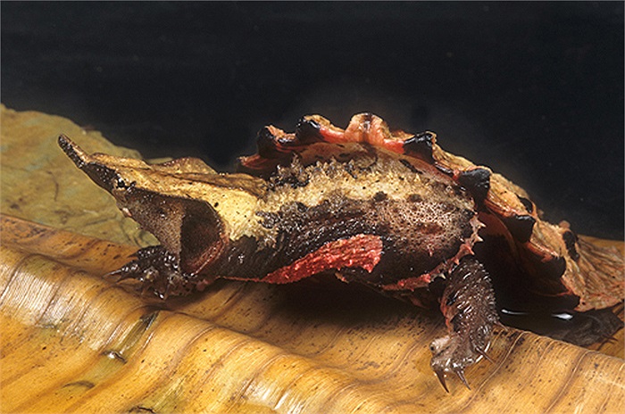 Nếu con người cố tình trêu chọc, chúng có thể đớp thẳng vào tay kẻ quấy rối với lực cắn lên tới 18kg. 