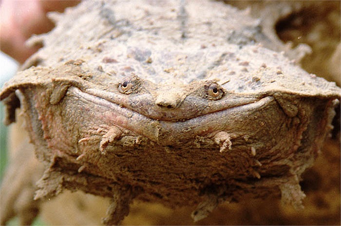 Rùa gai Mata có sức sống khá khỏe mạnh thậm chí là dai dẳng. 