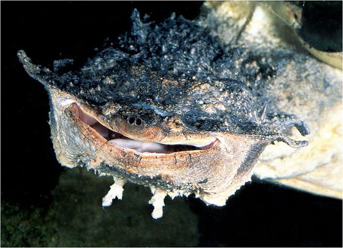 Rùa gai Mata mata Là một trong những loài rùa cổ đại còn lại trên trái đất.