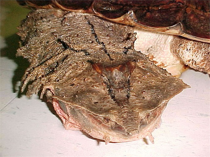 Khi nhỏ trông như một chiếc lá khô nhưng khi lớn lên, trông chúng lại nhưng một tảng đá hay một khúc gỗ vô tri, bất động. 