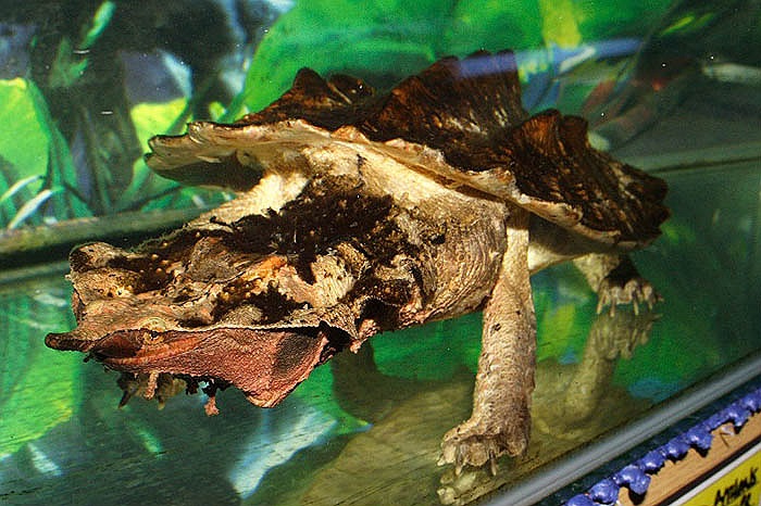 Chiếc mũi dạng ống dài và nằm hướng lên trên là một lợi thế cho rùa Mata bởi chúng có thể nằm hoàn toàn trong nước mà vẫn có thể hô hấp chỉ với một phần rất nhỏ nhô lên của lỗ mũi.