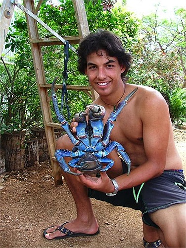 Cấu tạo cơ thể của chúng cũng không thực sự giống “cua” cho lắm, với 2 phần ngực và bụng phân biệt rõ ràng. Ngoài ra cặp chân thứ 5 cũng thường được dấu kín vào mai.