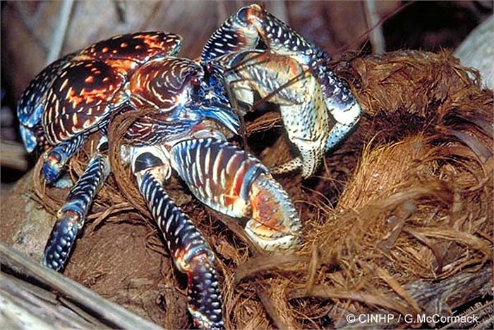 Sau khi thưởng thức cùi dừa bổ dưỡng, những con vật này còn biết tận dụng cả phần xơ để mang về lót trong hang trú ẩn, điều này có thể giúp chúng ngụy trang hang và giữ cho không khí ẩm hơn.