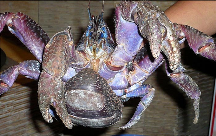 Cận cảnh một con cua dừa màu tím, rất đẹp nhưng cũng không kém phần đáng sợ. Khi bị đe dọa chúng thậm chí có thể tấn công cả con người.