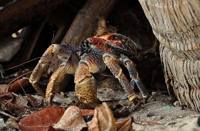 Một con cua đang rời khỏi nơi trú ẩn dưới gốc cây dừa để đi kiếm ăn. Người ta có thể dễ dàng phát hiện ra chúng nhờ những tiếng kêu lách cách khá lớn.