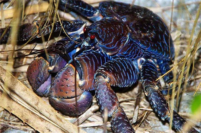 Loài cua dừa sinh sống tại nhiều hòn đảo trên Ấn Độ Dương và Thái Bình Dương. Ngoài việc săn bắt để lấy thịt, vỏ của chúng cũng là một món đồ lưu niệm được ưa thích.