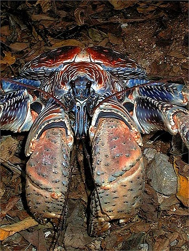 Hiện nay người ta đang cố gắng bảo vệ loài vật tuyệt đẹp này tại những nơi chúng sinh sống nhiều như là Guam, Christmas hay Hawaii. Hy vọng rằng những nỗ lực đó sẽ mang lại hiệu quả!