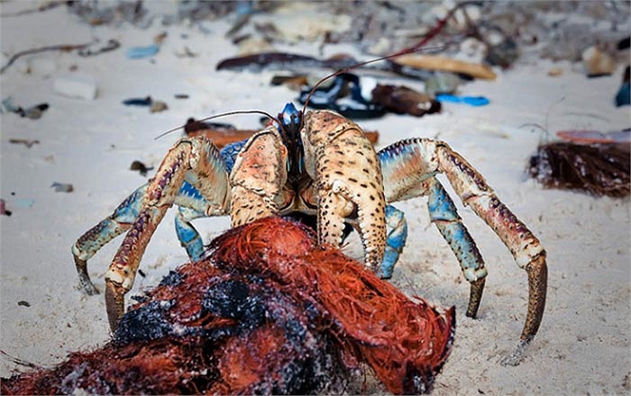 Hình ảnh con cua đang bóc lớp vỏ ngoài một quả dừa tại đảo Christmas (Australia) phía Đông Bắc của Ấn Độ Dương. Hòn đảo này là nơi có cua dừa sinh sống nhiều nhất trong tự nhiên.