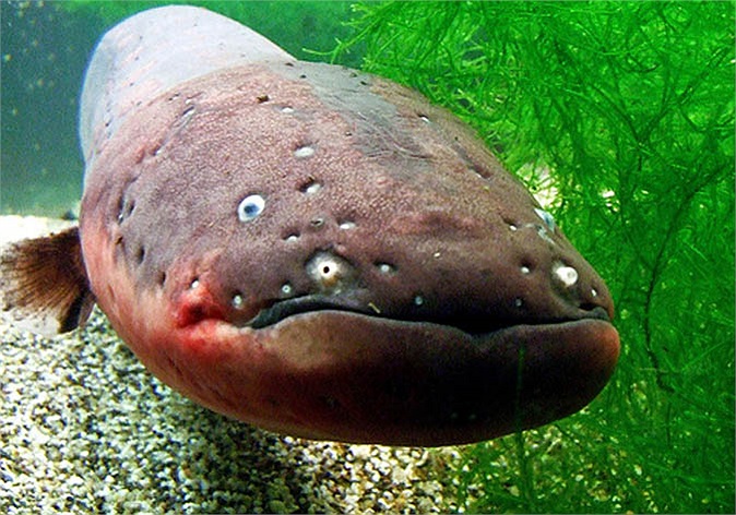 Lươn điện sống ở vùng sông Amazon (Nam Mỹ), tại những nơi có ít khí ôxy.