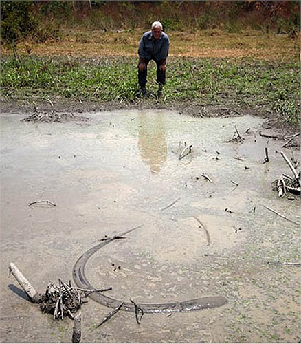 Con trưởng thành dài 2,5m nặng 20kg. Con lươn điện khổng lồ nhất từng ghi nhận dài tới 5m, nặng 50kg.