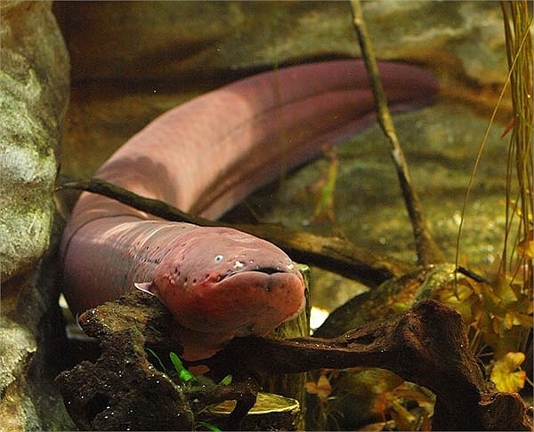 Chúng thích hoạt động về đêm hơn ban ngày mặc dù chúng ít sử dụng tới mắt và thị lực khá kém.