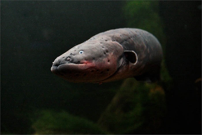 Một số nghiên cứu cho rằng loài lươn điện còn dùng dòng điện để giao tiếp với nhau.