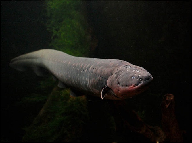 Chúng săn mồi bằng cách phát ra một luồn điện yếu vào môi trường nước. Sự xuất hiện của con mồi sẽ đánh thức loài lươn này.