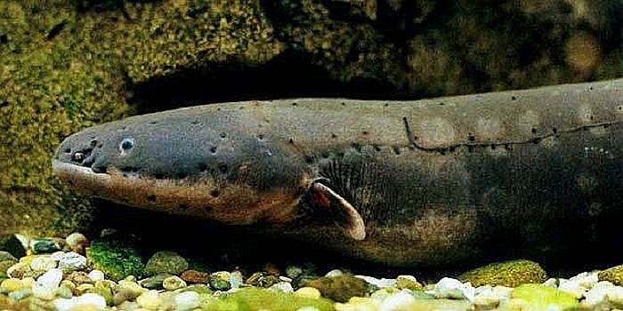 Luồng điện sẽ cho biết các thông tin về con mồi như cân nặng, giới tính, cấu trúc...