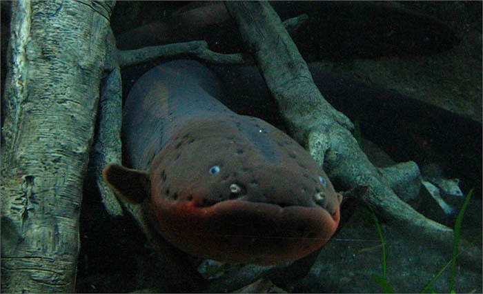 Thịt chúng khá ngon, nên bị săn bắt rất mạnh. Các cần thủ cũng thích chinh phục loài lươn đặc biệt này.