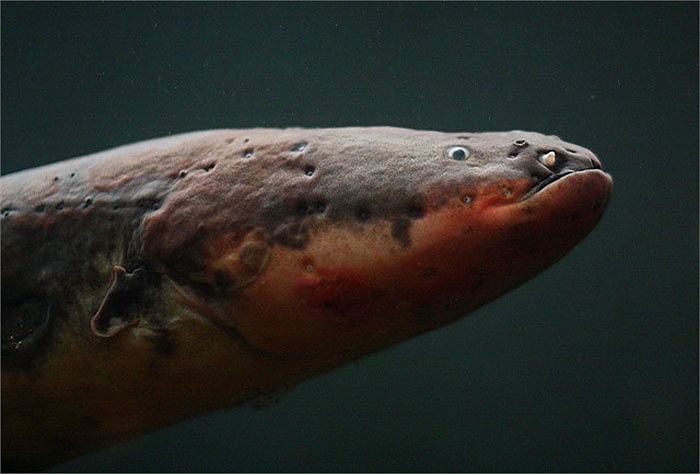 Lúc gặp mồi hoặc kẻ thù, lươn điện có thể phóng một loạt từ 10 đến 30 cú điện với điện thế lên tới 900V, mạnh có thể 1000V, để quật ngã và làm tê liệt đối thủ.