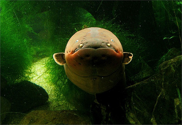 Dòng điện tổng phóng ra được điểu khiển bởi não cá. Tất cả chỉ diễn ra trong 3/1000 giây.