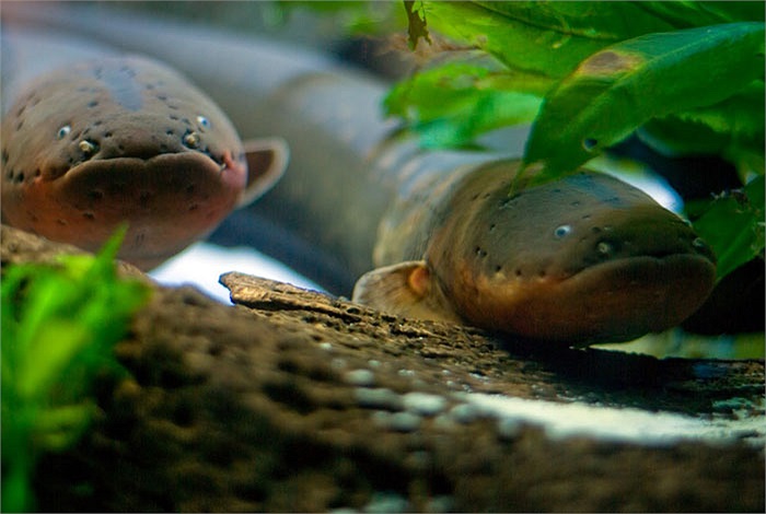 Lươn điện có thể phóng liên tục 150 lần trong một giờ mà không mệt mỏi! Do đó ít con mồi nào thoát khỏi miệng nó! 