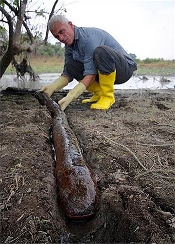 Lươn điện còn có thể phát liên tục những xung động điện với điện thế thấp để định hướng và thăm dò môi trường trong những vùng nước đục hoặc tối tăm.