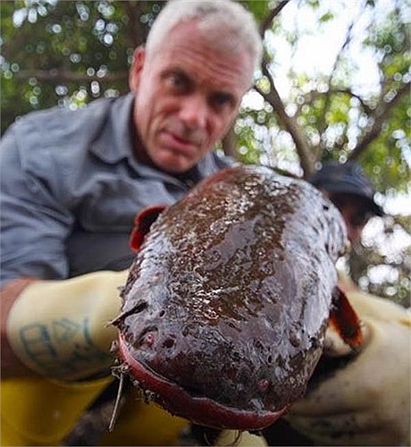 Cơ quan phát điện chính của cá nằm ở phần thân, điện ở đuôi tạo ra yếu hơn và giữ vai trò định vị, định hướng bơi của cá. 