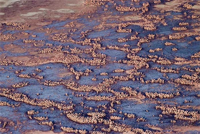 Thực chất trong hồ Natron có chứa một lượng kiềm cực cao, với độ pH vào khoảng 9 - 10,5 và nhiệt độ nước có thể lên tới 140 độ F (60 độ C)dễ dàng đốt cháy da thịt bất kỳ sinh vật nào.