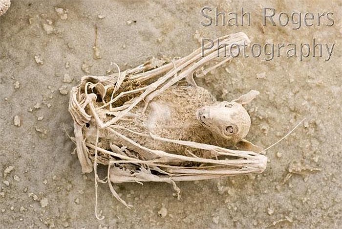 Hồ Natron tích tụ một lượng lớn natri cacbonat, được hình thành qua các vụ phun trào núi lửa và tích tụ ở thung lũng Great Rift.