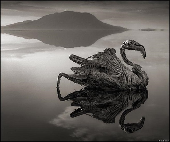 Những hình ảnh tuyệt đẹp này nằm trong cuốn sách mới của Nick Brandt 'Across the Ravaged Land', một bộ sách ảnh về động vật ở Đông Phi. 