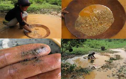 thuốc trừ sâu, vàng tặc, Thanh Hóa