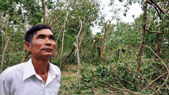 Ứa nước mắt khi nhìn vườn cao su nhà mình bị bão tàn phá. Ảnh: TTO