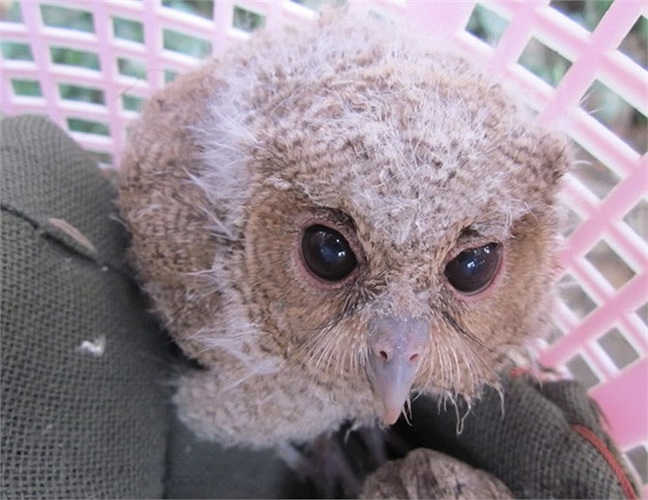 Những chú chim “quái dị” ở đây chính là cú mèo, loài chim rất nổi tiếng trong bộ truyện Harry Potter