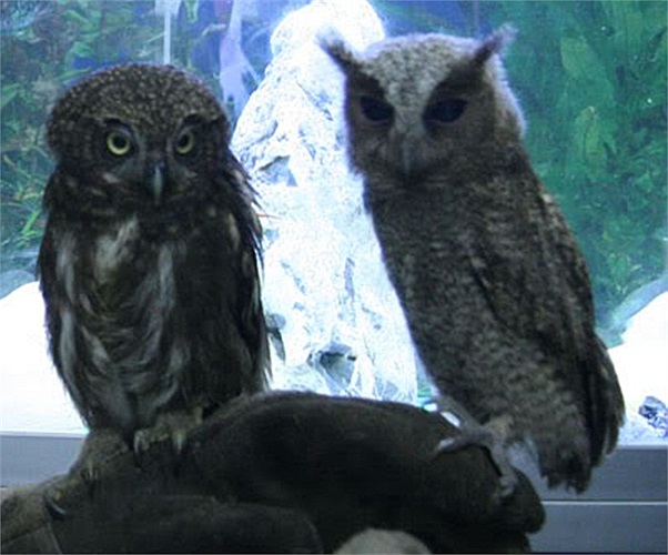 Cú mèo được ưa chuộng vì ngoại hình đặc biệt, đầy vẻ bí ẩn và ma quái, gây ấn tượng mạnh ngay từ cái nhìn đầu tiên