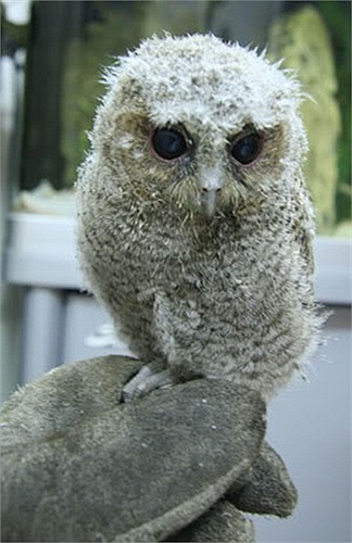 Hầu hết cú mèo xuất hiện trên thị trường Việt Nam là chim bản địa, một số có tên trong Sách Đỏ. Vì vậy, trào lưu chơi cú mèo cũng là một mối đe dọa đối với đa dạng sinh học ở Việt Nam.